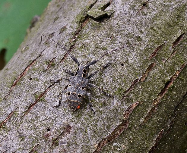 vrzunik orechový Mesosa curculionoides