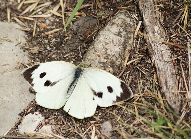 mlynárik kapustový Pieris brassicae