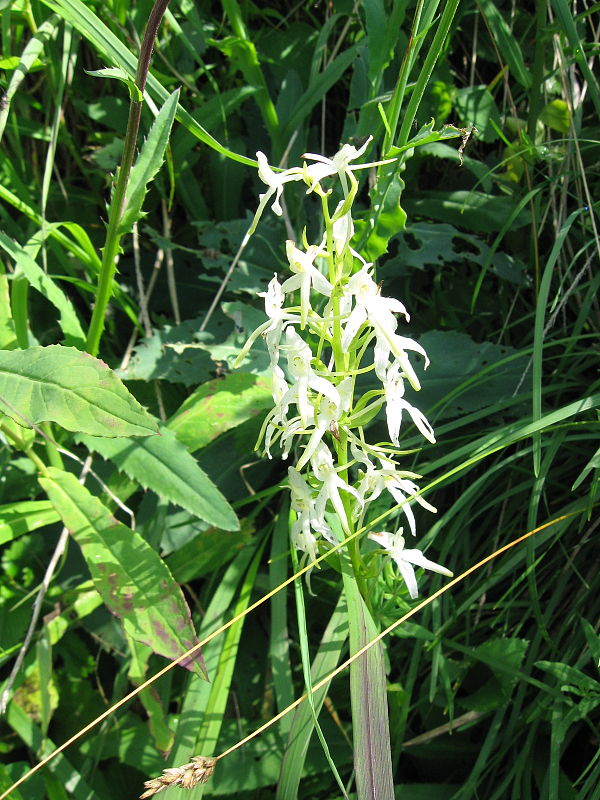 vemenník dvojlistý Platanthera bifolia (L.) Rich.