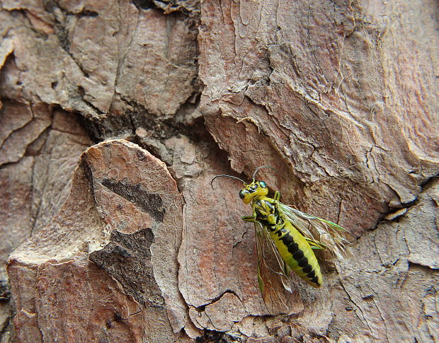 piliarka zelená Rhagogaster viridis Hymenopt., Tenthredinidae