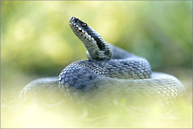 vretenica severná Vipera berus