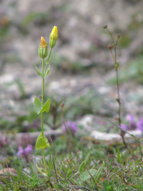 žltavka prerastená Blackstonia perfoliata (L.) Huds.