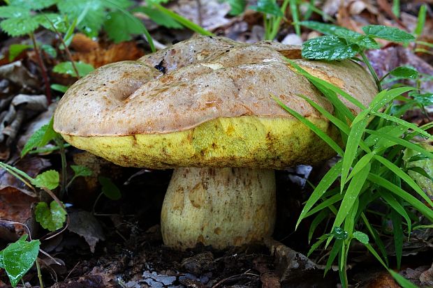 hríb plavý Hemileccinum impolitum (Fr.) Šutara