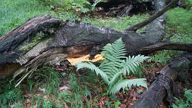 sírovec Laetiporus sulphureus (Bull.) Murrill