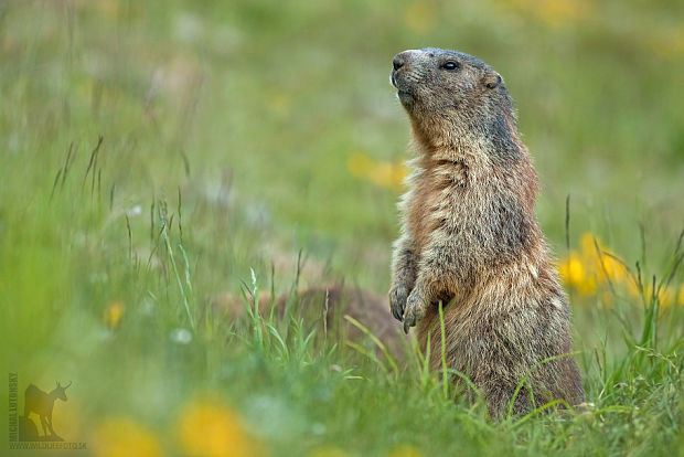 svišť vrchovský Marmota marmota