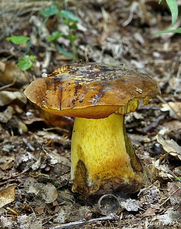 hríb zrnitohlúbikový odfarbený Neoboletus xanthopus (Quél.) Krieglst.