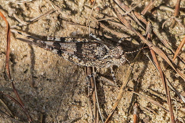 koník modrokrídly  Oedipoda caerulescens