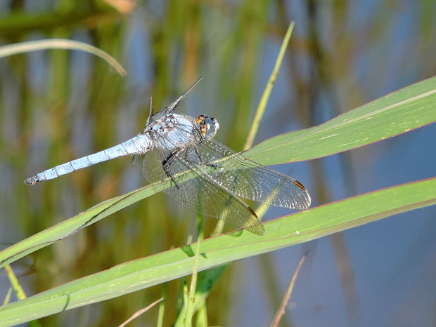 vážka   Orthetrum brunneum