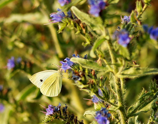 mlynárik repový Pieris rapae  Linnaeus, 1758