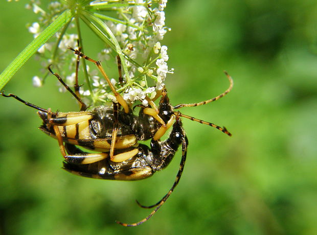 fúzač škvrnitý Rutpela maculata