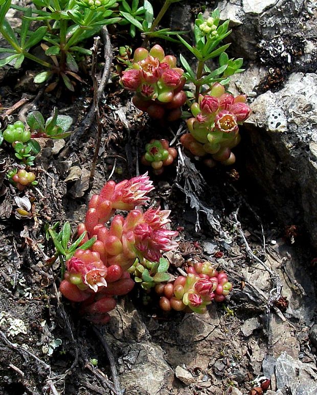 rozchodník černastý Sedum atratum L.