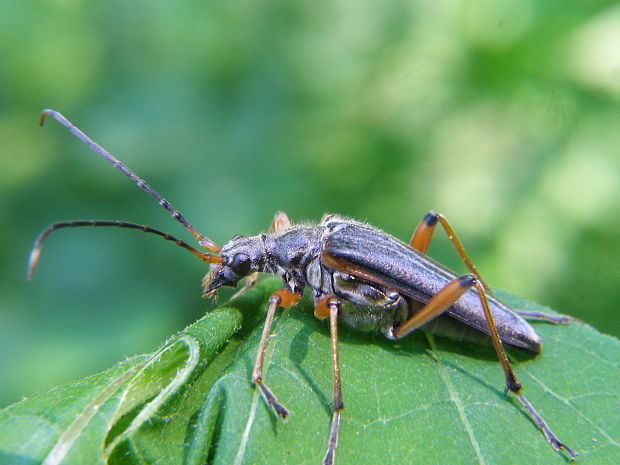 fúzač Stenocorus meridianus