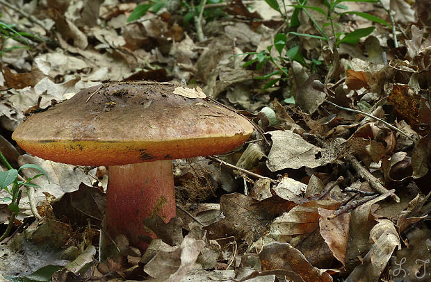 hríb zrnitohlúbikový Sutorius luridiformis (Rostk.) G. Wu & Zhu L. Yang