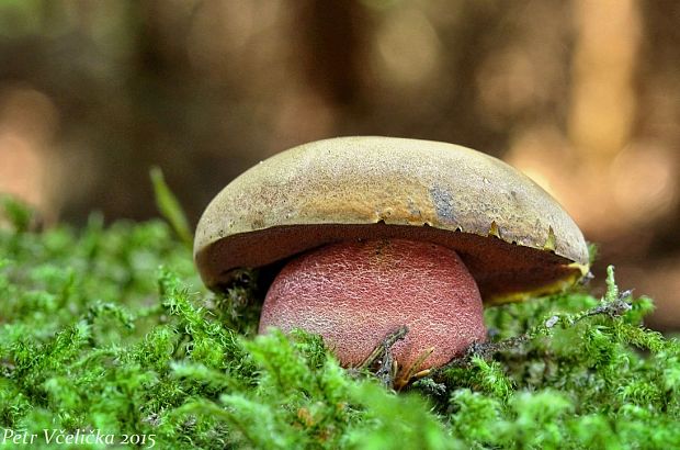 hríb zrnitohlúbikový Sutorius luridiformis (Rostk.) G. Wu & Zhu L. Yang