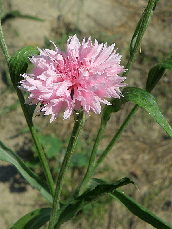 nevädza   Cyanus sp.