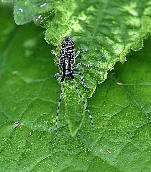 vrzunik úzkoštíhly Agapanthia villosoviridescens