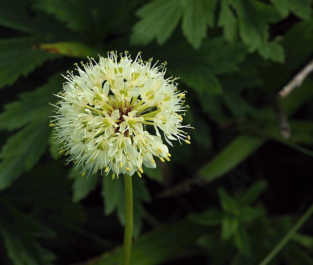 cesnak hadí Allium victorialis L.