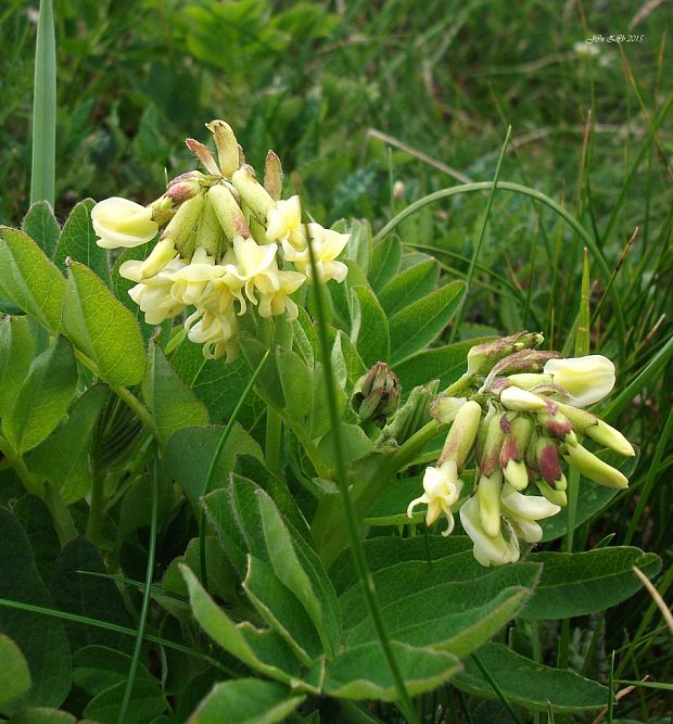 kozinec ľadový Astragalus frigidus (L.) A. Gray