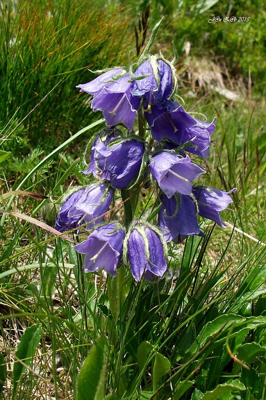 zvonček alpínsky Campanula alpina Jacq.