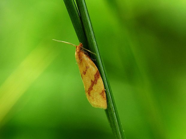 obaľovač palinový Clepsis pallidana