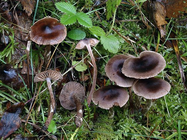 pavučinovec Hoffmannov Cortinarius hoffmannii (Reumaux) Reumaux