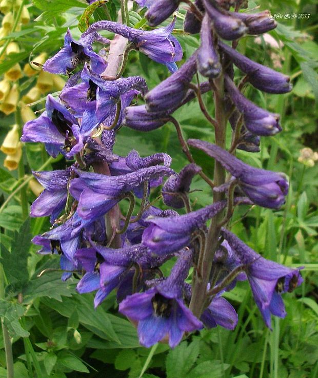 stračonôžka vysoká Delphinium elatum L.