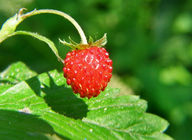 jahoda lesná Fragaria vesca