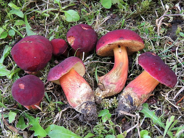 suchohríb karmínový Hortiboletus rubellus (Krombh.) Simonini, Vizzini & Gelardi