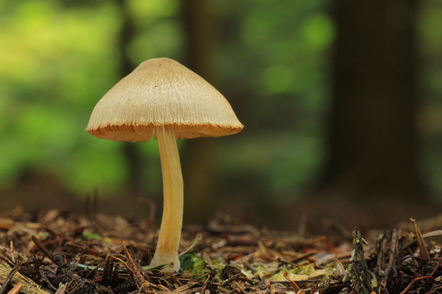 vláknica Inocybe sp.