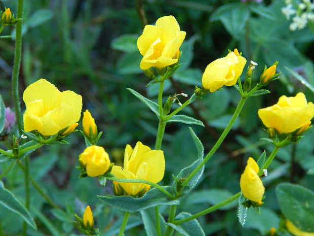 ľan žltý Linum flavum L.