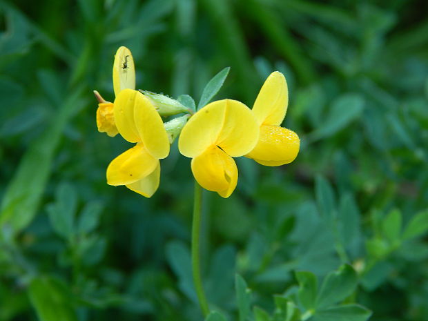 ľadenec rožkatý Lotus corniculatus L.