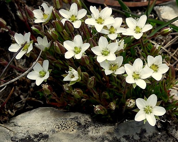 kurička karpatská Minuartia pauciflora (Kit. ex Kanitz) Dvořáková