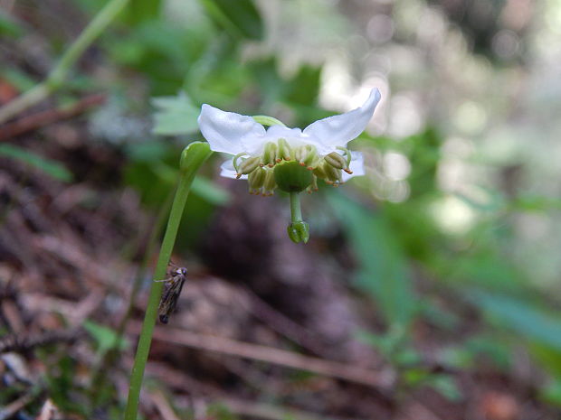 jednokvietok veľkokvetý Moneses uniflora (L.) A. Gray