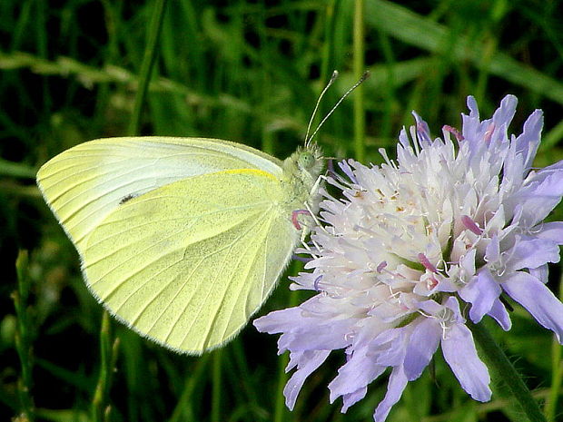 mlynárik repový Pieris rapae  Linnaeus, 1758