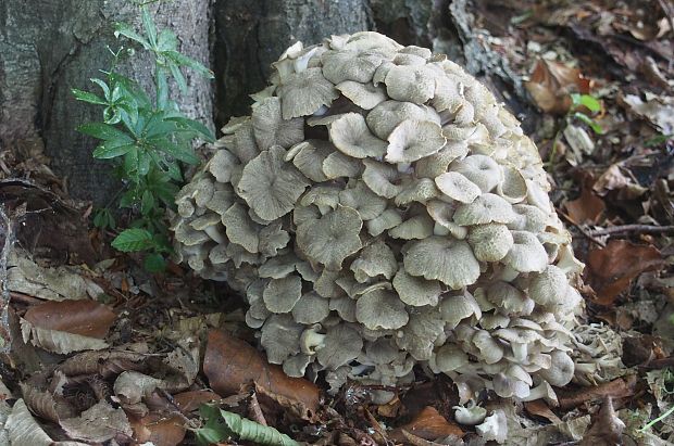 trúdnik klobúčkatý Polyporus umbellatus (Pers.) Fr.