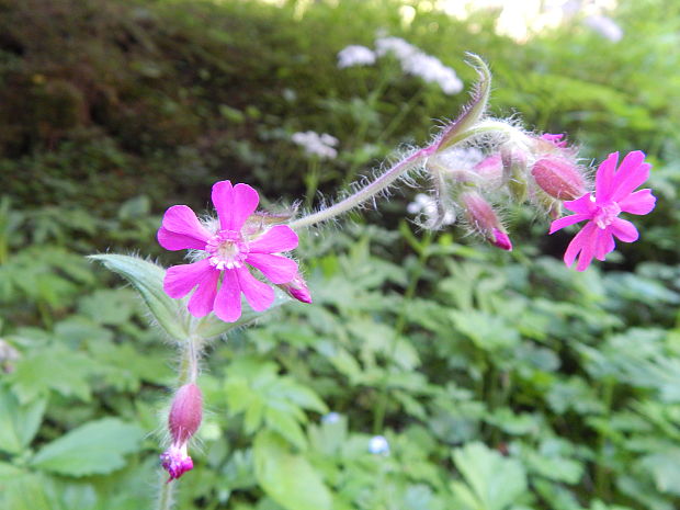 silenka červená Silene dioica (L.) Clairv.