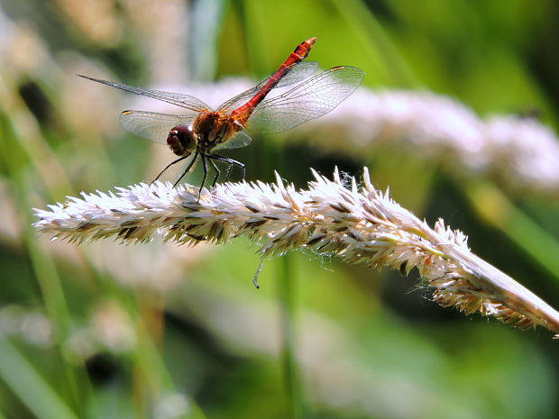 vážka červená  Sympetrum sanguineum