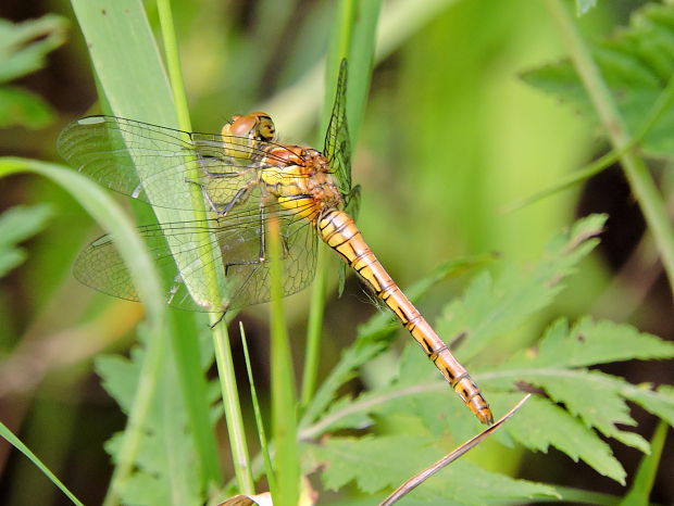 vážka pestrá  Sympetrum striolatum