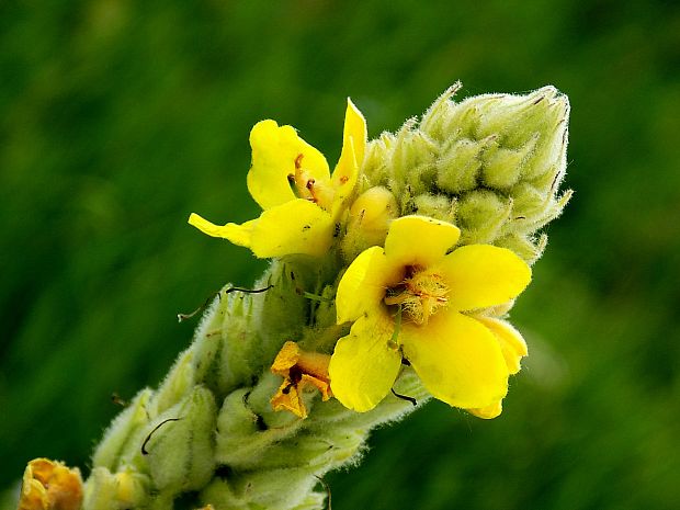 divozel veľkokvetý Verbascum densiflorum Bertol.