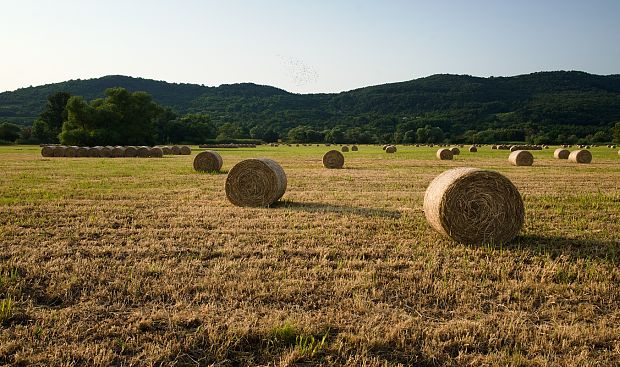 Krajina Poplia_I