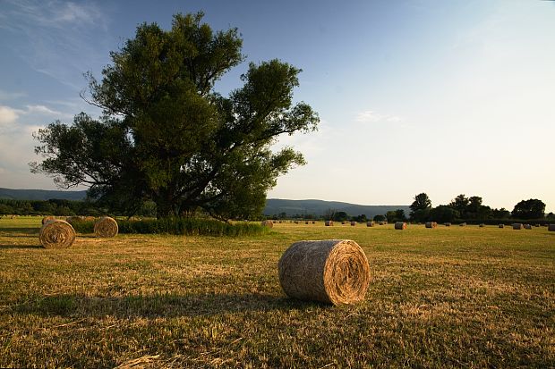 Krajina Poplia_II