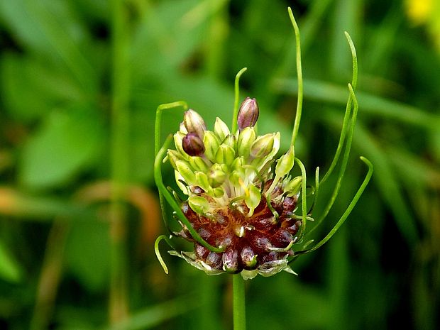 cesnak orešcový Allium scorodoprasum L.