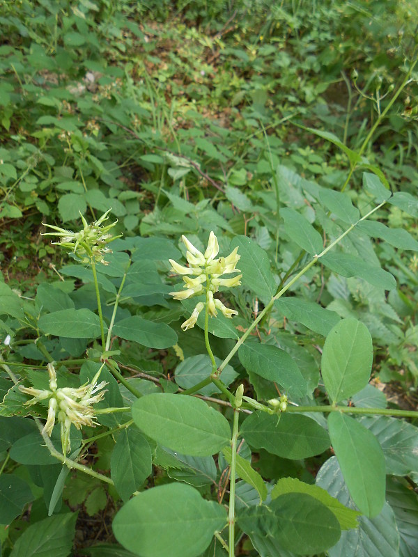 kozinec sladkolistý Astragalus glycyphyllos L.