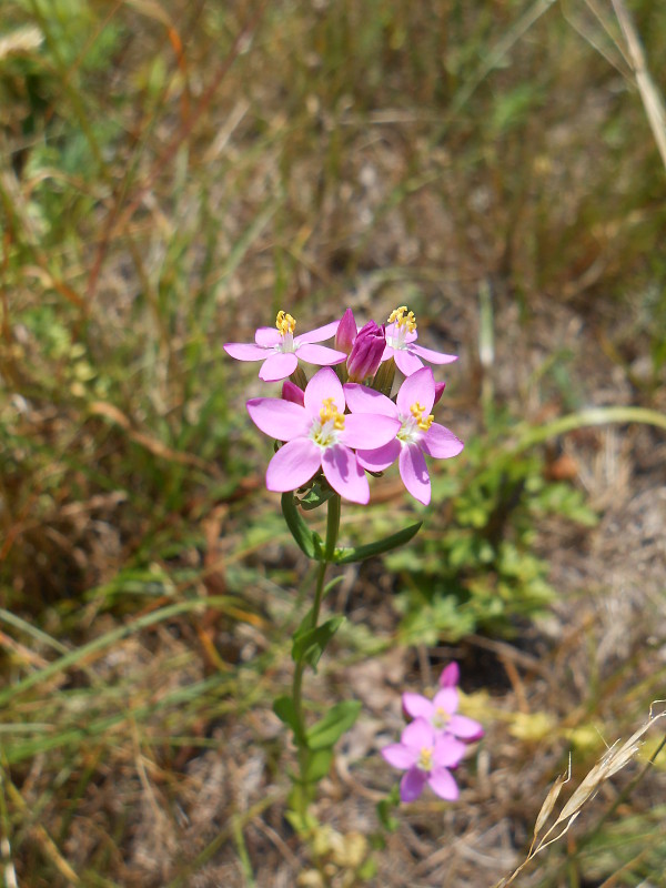 zemežlč menšia Centaurium erythraea Rafn