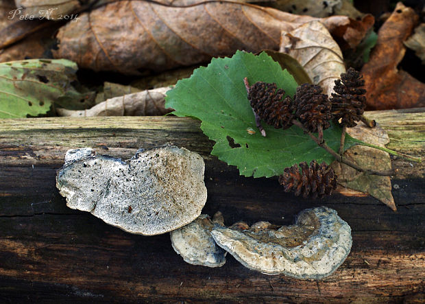 šťavnatec jelšový Cyanosporus alni (Niemelä & Vampola) B.K. Cui, L.L. Shen & Y.C. Dai