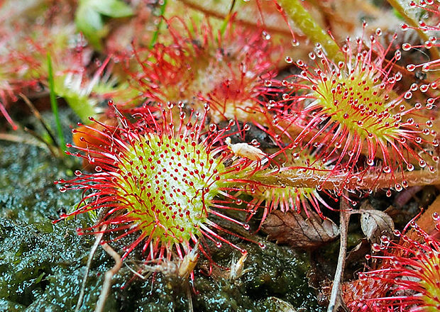 rosička okrúhlolistá Drosera rotundifolia L.