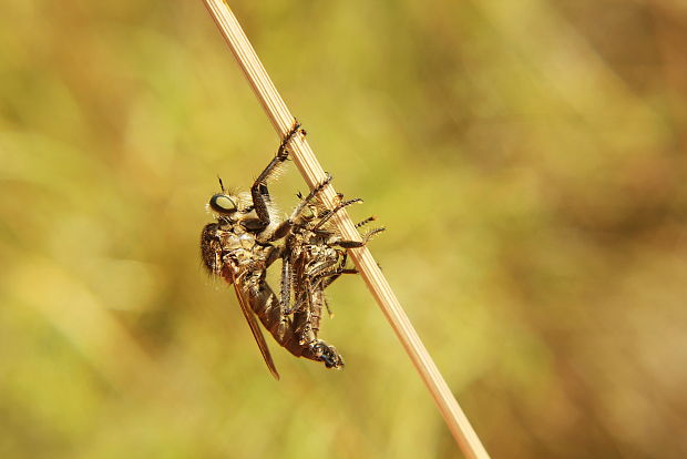 muchárka Dysmachus fuscipennis