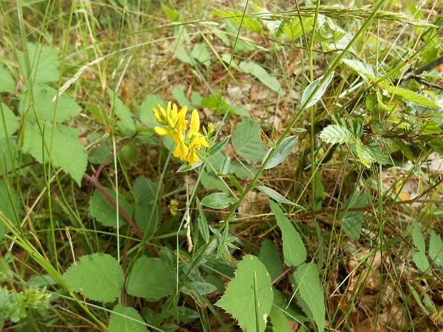 kručinka farbiarska Genista tinctoria L.