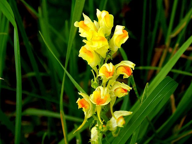 pyštek obyčajný Linaria vulgaris Mill.