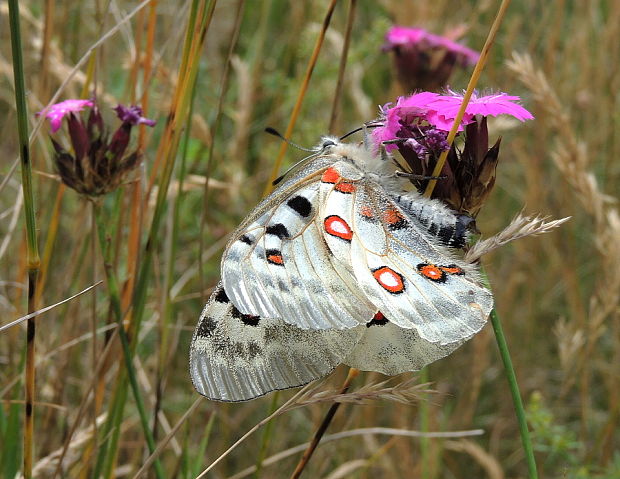 jasoň červenooký Parnassius apollo L.